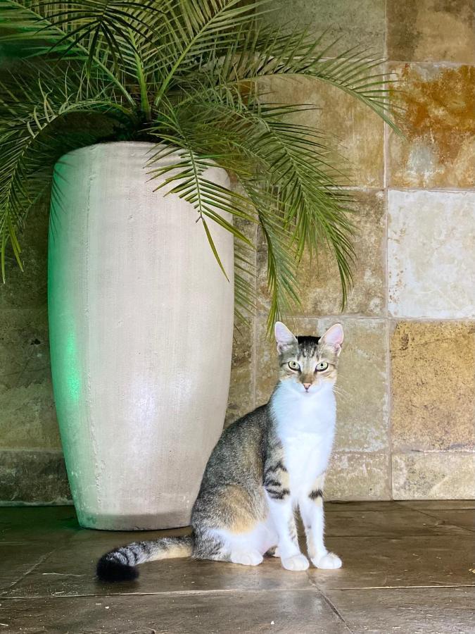 Villa Corsica Preá Zewnętrze zdjęcie